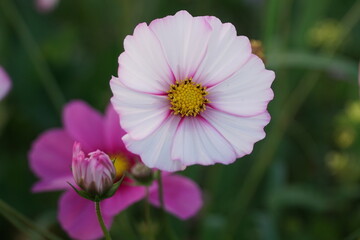 Obraz premium Badia a settimo FIRENZE