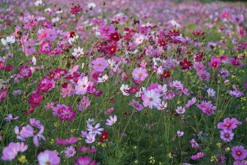 Badia a settimo  FIRENZE