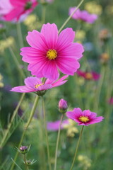 Obraz premium Badia a settimo FIRENZE