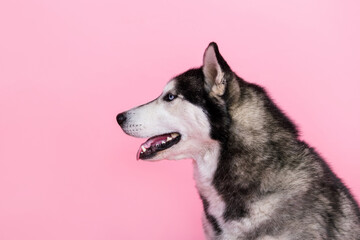 Profile side photo of cute doggy alaskan malamute look empty space advertise pet shop isolated pastel color background