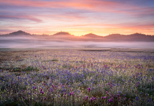 Wildflower bloom in the Central Valley of California. 