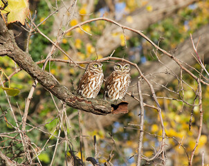 Two cute owls sitting on the tree branch outdoors