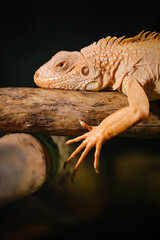chameleon on a branch