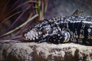iguana on the rock
