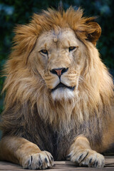 close up portrait of lion