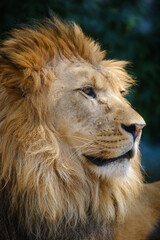 Fototapeta na wymiar close up portrait of lion