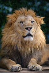 Obraz na płótnie Canvas close up portrait of lion