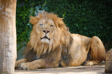 close up portrait of lion