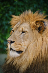 Obraz na płótnie Canvas close up portrait of lion
