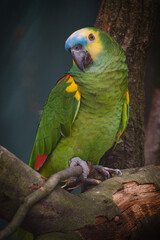 green and yellow macaw