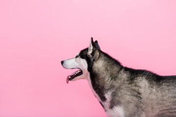 Photo portrait of funny happy alaskan sled dog playing breathing tongue out looking empty space isolated pink color background