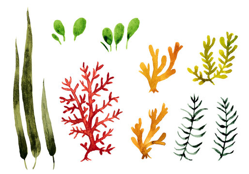 海藻と水草2