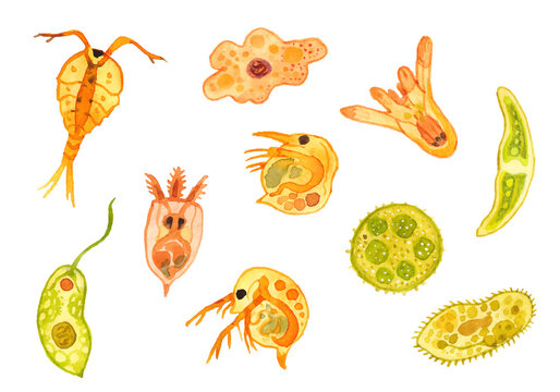 微生物の水彩イラスト