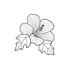 Hawaiian Hibiscus Fragrance Flower or Mallow Chenese Rose. Black and White Flora and Isolated Botany Plant with Petals. Tropical Karkade or Bissap Herbal Tea, Crimson Flora. Blossom and Nature Theme