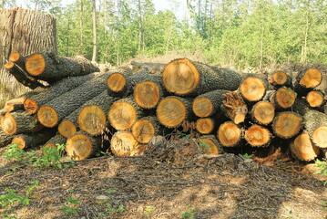 a pile of cut logs of trees from poplars and pines in nature in the forest