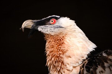 close up of a vulture