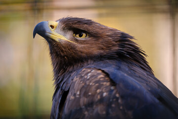 portrait of a eagle