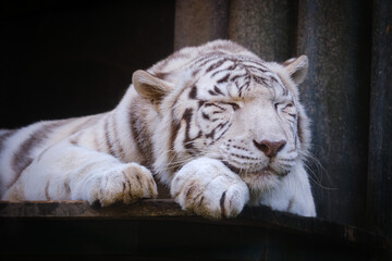 white bengal tiger