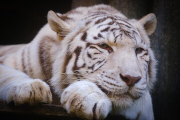 white bengal tiger