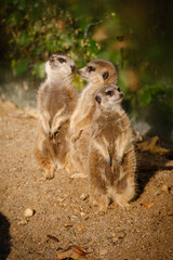 meerkat on the watch, guarding meerkat