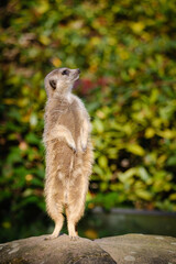 meerkat on the watch, guarding meerkat