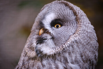 portrait of a owl strix nebulosa