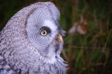 portrait of a owl strix nebulosa