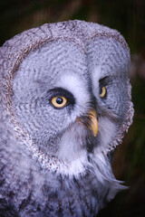 portrait of a owl strix nebulosa