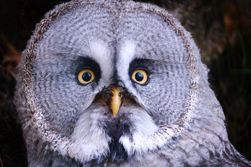 portrait of a owl strix nebulosa