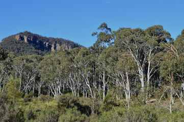 Eucalyptus trees near Kanimbla in New South Wales, Australia