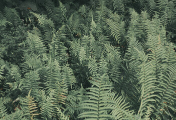 close up of green ferns in a botanical garden. fresh green background or wallpaper