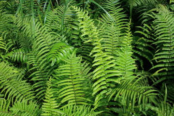 Fototapeta na wymiar close up of green ferns in a botanical garden. fresh green background or wallpaper