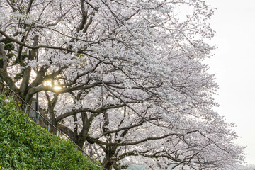 川付近の桜「佐賀県嬉野温泉街」