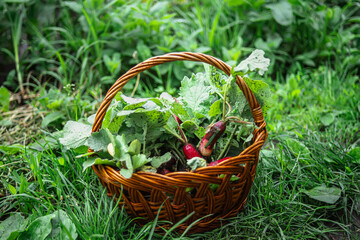 Growing organic radishes in the garden. Ecological beds without chemical fertilizers. Freshly harvested ugly organic fruits of radishes with green foliage in the farmer's basket in the summer.