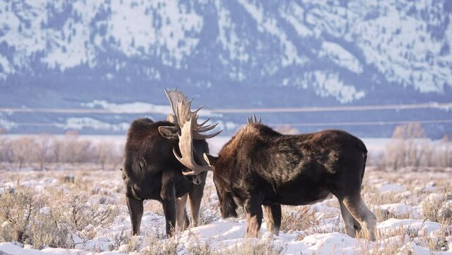 Bull Moose locking antlers together as they lightly spar with each other in the Wyoming wilderness.