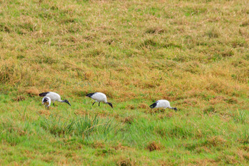 African sacred ibises (Threskiornis aethiopicus) in Ngorongoro crater national park, Tanzania