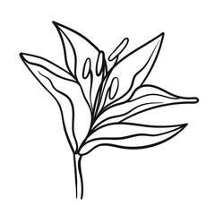 Vector line black illustration graphics flower lily. One line flower.