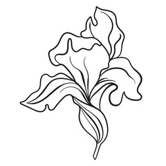 Fototapeta na wymiar Vector line black illustration graphics flower iris