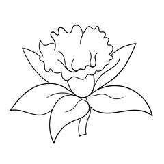 Vector line black illustration graphics flowers daffodi.