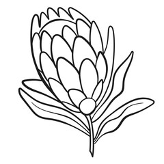 Vector line black illustration graphics flower protea. One black line.