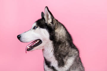 Profile side photo of adorable alaskan malamute puppy look copyspace pet shop adverts isolated on pastel color background