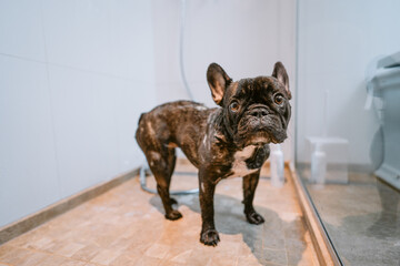 french bulldog puppy taking bath