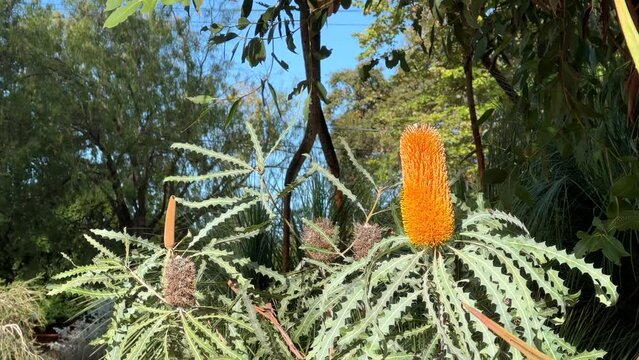 4K HD video zooming in on Hairpin banksia&nbsp;flower cones. The distinctive&nbsp;inflorescences&nbsp;or flower spikes occur over a short period through autumn and early winter.