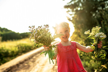  little girl collects a bouquet of flowering Sambucus ebulus, danewort for an herbalist in summer...