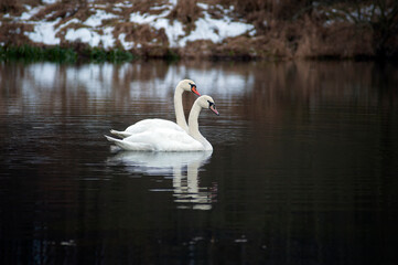 white swans group on the lake swim well under the bright sun