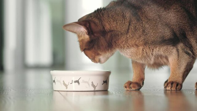 Hungry cat catching ang eating dry granules food from bowl on the floor. Domestic adorable red Abyssinian cat have lunch. Cute little best friends. Close up, low angle cinematic shot. Slow motion