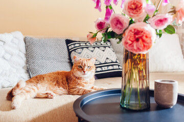 Ginger cat lying on couch in living room by bouquet of fresh roses and foxgloves flowers. Pet feels...