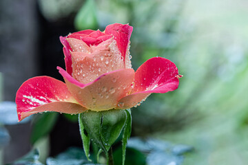 Flor rosa com gotas do orvalho da manh&atilde; em suas  p&eacute;talas.