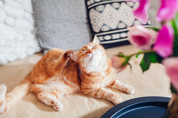 Ginger cat scratching lying on couch by bouquet of flowers. Pet feels comfortable and cozy