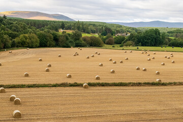 Fototapeta premium Rolled barley hay in the Scottish Highlands